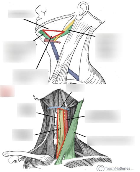 Anterior Triangle Divided Into Sub Triangles Diagram Quizlet