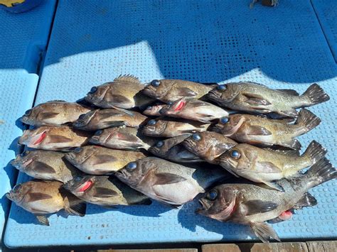 へなちょこ釣査隊の初釣り！ 大阪最南端の泉南郡岬町｜仕立船 釣船 第二常豊丸小島漁港 大阪府泉南郡岬町小島漁港発の釣り船 ・仕立船 ・第二常豊丸