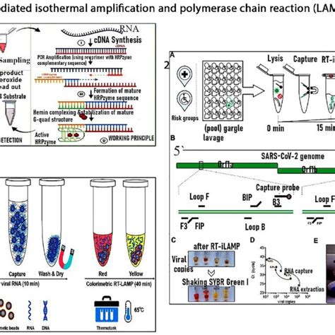 Loop Mediated Isothermal Amplification Procedure For Viral Genetic