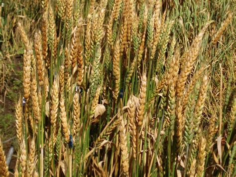 Manitoba University Sets Its Sights On Fusarium In Cereal Crops