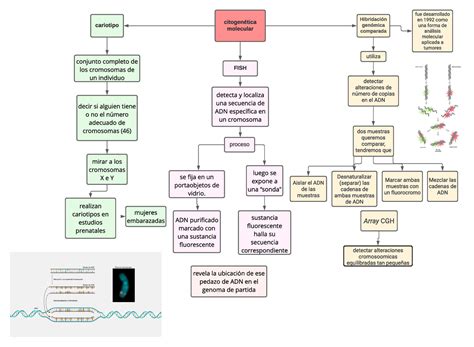 Citogenetica Molecular Citogen Tica Cariotipo Molecular Fish