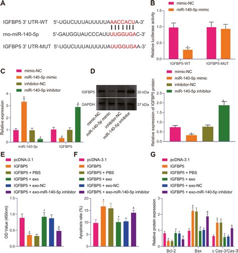 Mir P Delivered By Adsc Exos Reduces Tdp Induced Neuronal