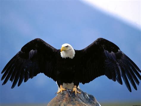 Wingspan Bald Eagle - Wallpaper, High Definition, High Quality, Widescreen