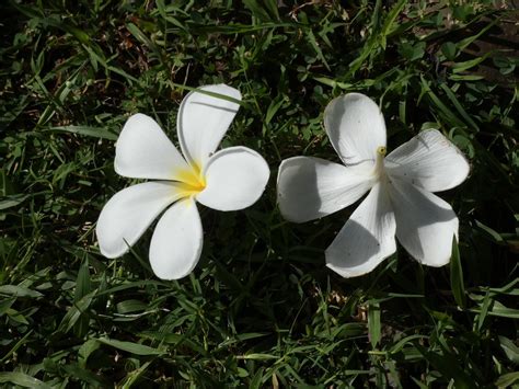 Fleurs De Frangipanier Tahiti P1250110 L Humoureuse Flickr