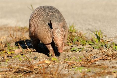 What Do Armadillos Eat Interesting Animal Facts