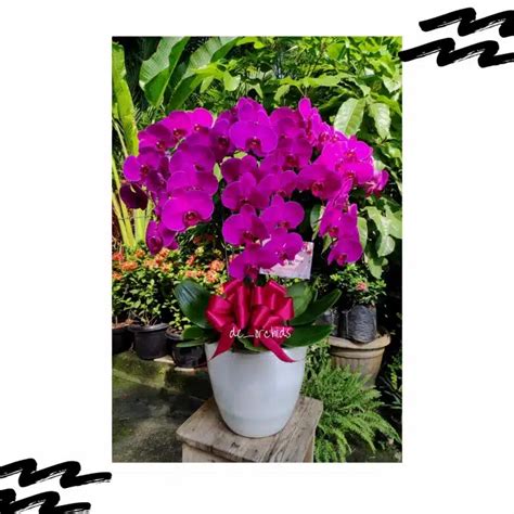 Anggrek Bulan Isi Pohon Warna Putih Ungu De Orchids