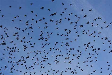 Huge flight of swallows - cc0.photo