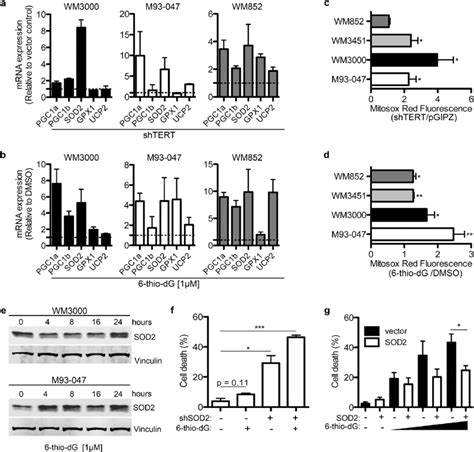 Telomere Dysfunction Enhances Oxidative Stress Leading To Upregulation