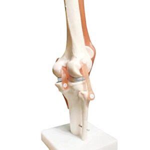 Bonew Life Size Knee Joint Anatomical Model Skeleton Human Medical