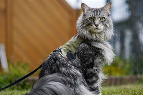 100 000 Kostenlose Katze Rot Main Coon Und Maine Coon Bilder Pixabay