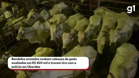 Bandidos Armados Roubam Cabe As De Gado Avaliadas Em R Mil E