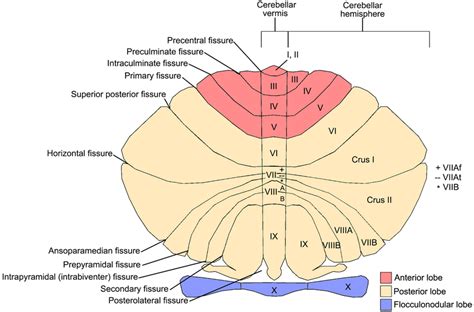 Cerebellar Anatomy Showing Major Fissures Lobes And Lobules The