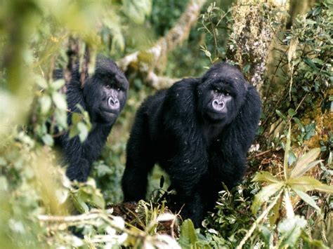 Uganda’s Geography And Natural Features • Mountains, Lakes, And The