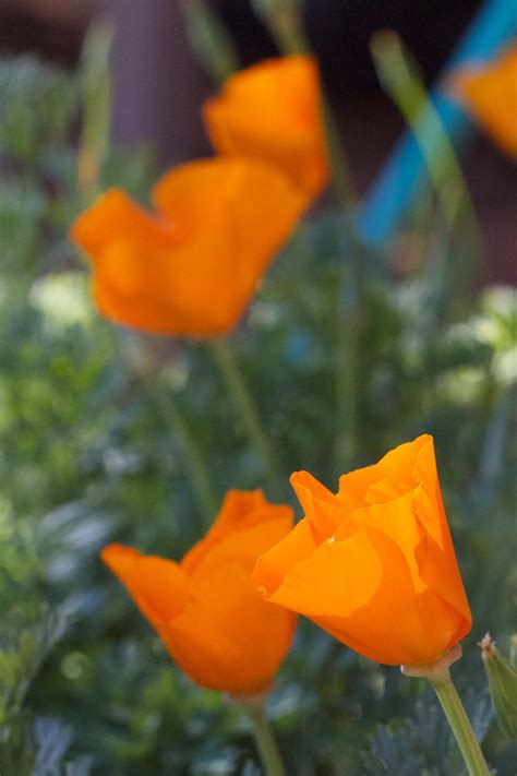 Bakgrundsbilder Blomma Kronblad Tulpan Gul Flora Vallmo