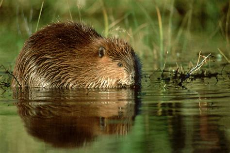 Amazing American Beaver Facts