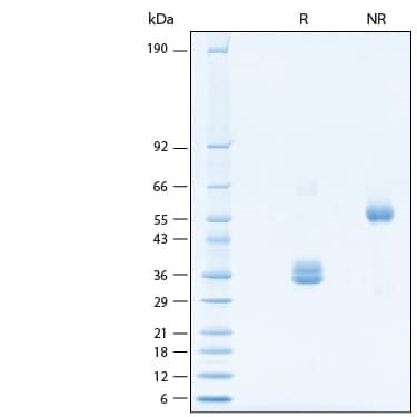 Recombinant Human IgG1 Fc Alexa Fluor 647 Protein AFR110 020 R D Systems