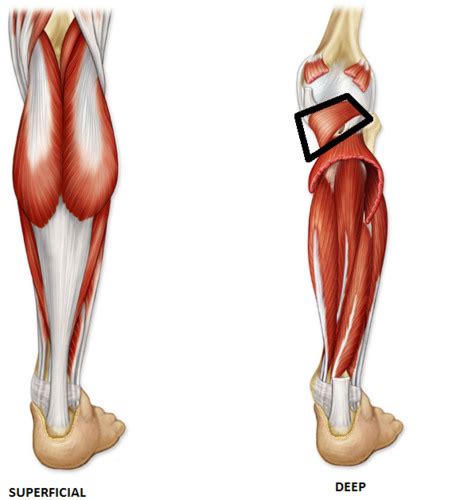 Lab Practical Appendicular Muscles Of Lower Limb Posterior Leg Deep