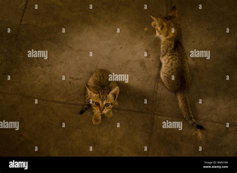 Kittens are playing with mother Stock Photo - Alamy