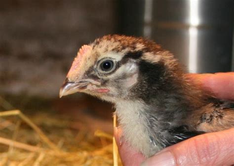 Silver Laced Wyandotte 4 Weeks Old Maybe A Rooster Backyard Chickens