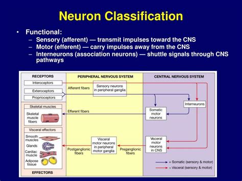 Ppt Neurophysiology Powerpoint Presentation Id168209