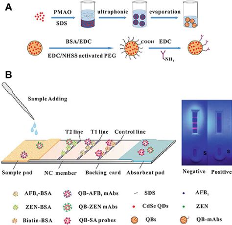 Application Quantum Dot Nanobeads QBs For Multiplexed LFA Detection