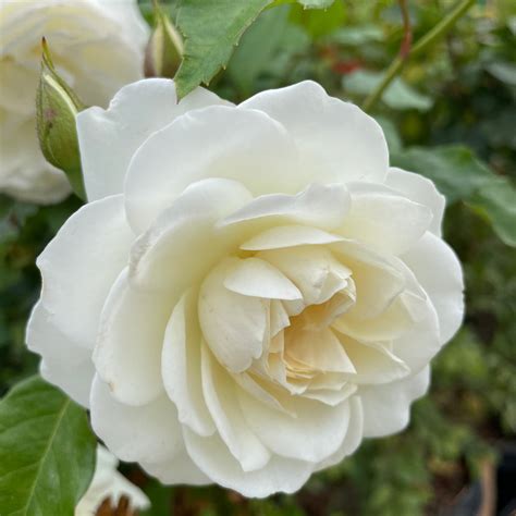 White Rose Tree | C&J Gardening Center