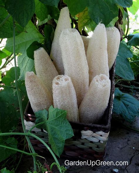 Harvesting A Luffa Sponge Gardening And Outdoors Garten