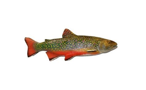 Brook Trout Hand Carved Brown Wood Carving Rainbow Cutthroat Steelhead