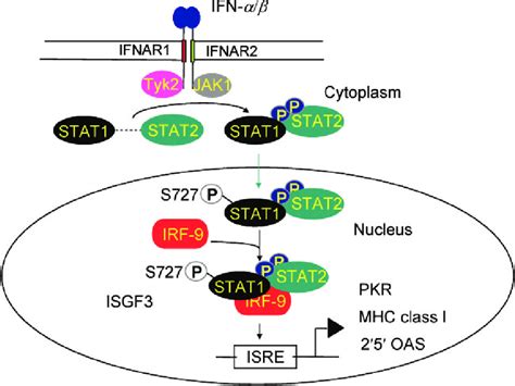 Signalling Pathway Activated By Ifn A B The Biological Activities Of