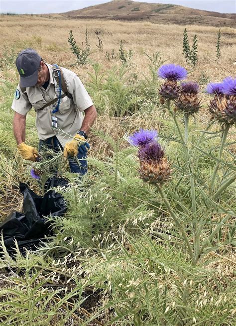 Invasive Species Control - Irvine Ranch Conservancy