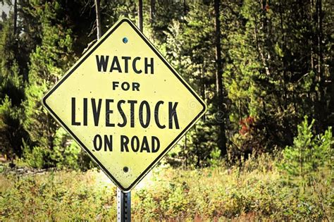 A Watch For Livestock On Road Sign Stock Photo Image Of Traffic Post