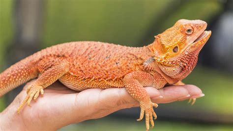 Types Of Bearded Dragons Learn Different Types Colors And Species