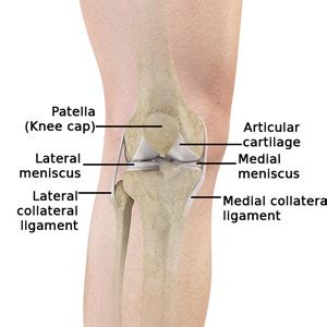 Bones Of The Knee Diagram