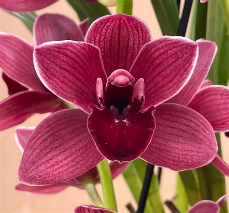 Cymbidium Aimee Plantae Orchids And Rare Plants