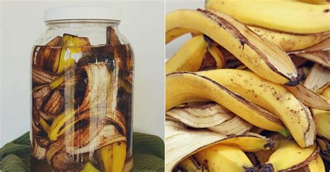 Aprende A Hacer Fertilizante Orgánico Con Cáscara De Banana Delicias Blog