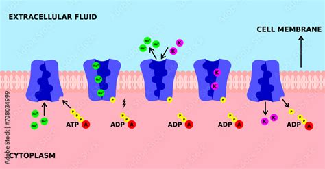 Sodium potassium pump. K, Na pump. Active transport through cell ...