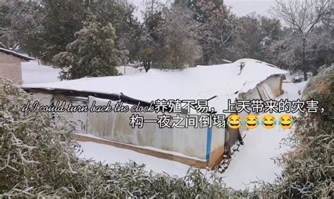 8万只鸡因积雪压塌大棚被埋 养殖场遭受巨大损失！万只鸡因 社会资讯 川北在线