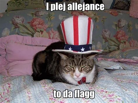 Funny And Patriotic Th Of July Cat Memes Floppycats