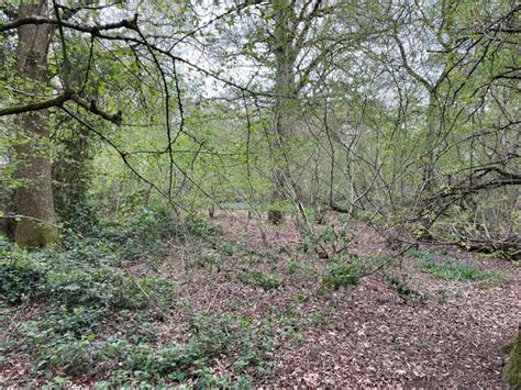 St John S Copse Mr Ignavy Geograph Britain And Ireland