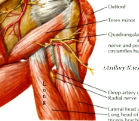 Shoulder Lecture Flashcards Quizlet