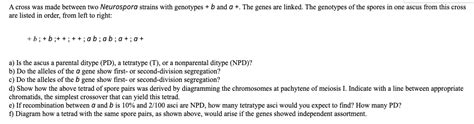 A Cross Was Made Between Two Neurospora Strains With Chegg