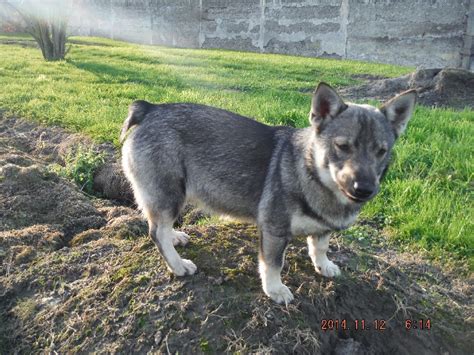 Chien Spitz des Visigoths Natka des Fumées Du Nord