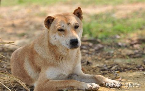 “中华田园犬”的种类，你知道哪几种 知乎