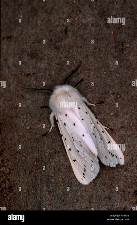 White Ermine Spilosoma Lubricipeda Moth On Tree Trunk Western Europe