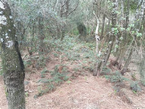 Dragonfly Environmental Dee Why Lagoon Biodiversity Restoration