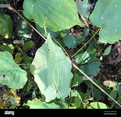 Wild Yam Dioscorea Villosa Plantae Stock Photo Alamy