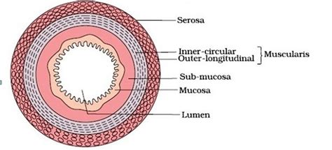 What Are The Basic Layers Of The Wall Of Alimentary Canal