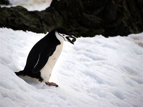 Ernest Shackleton South Pole Stock Photos, Pictures & Royalty-Free ...