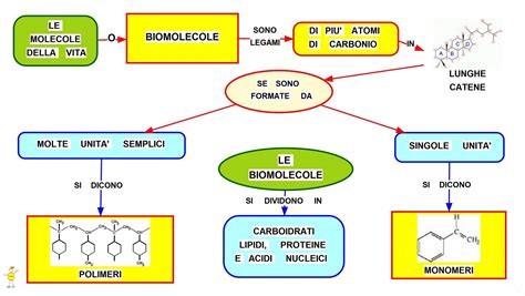 Mappa Concettuale Biomolecole Studentville