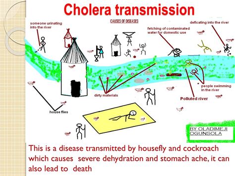 Life Cycle Of Cholera Diagram